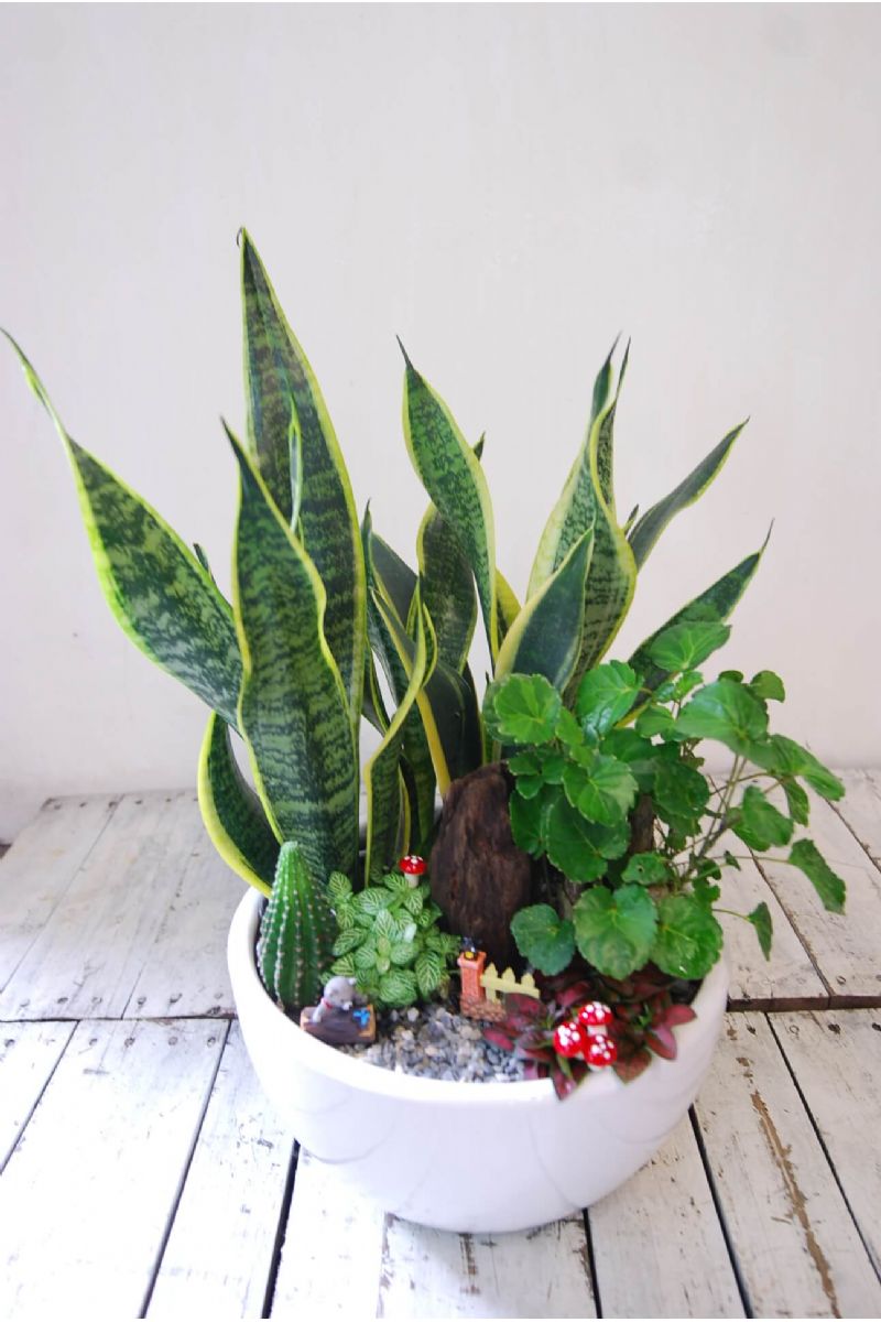 虎尾蘭桌上組合盆栽Elegant Snake Plant